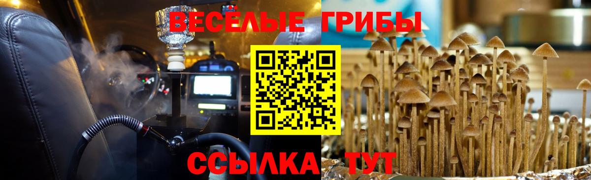 наркошоп  Псилоцибиновые грибы GOLDEN TEACHER  Вход с VPN  Электрогорск  Галлюциногенные грибы GOLDEN TEACHER 